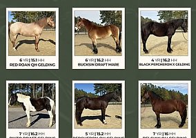 Quarter Horse (Quarter Horse, Gelding) in Bath, NC