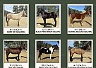 Quarter Horse - Horse for Sale in Bath, NC 27808 Quarter Horse - Horse for Sale in Bath, NC 27808