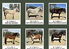 Quarter Horse - Horse for Sale in Bath, NC 27808