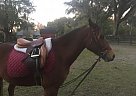 Welsh Pony - Horse for Sale in Florida, FL 32259