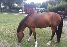 Welsh Pony and Cob (Welsh Pony and Cob, Gelding) in Florida, FL