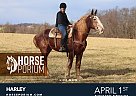 Belgian Draft - Horse for Sale in NA, PA 17324