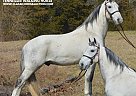 Tennessee Walking - Horse for Sale in Hustonville, KY 37091 Tennessee Walking - Horse for Sale in Hustonville, KY 37091