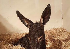 Donkey (Donkey, Mare) in Bernardo, NM