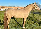 Andalusian - Horse for Sale in Los Angeles, CA 94303