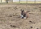 Donkey - Horse for Sale in Ashville, AL 35953
