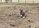 Donkey - Horse for Sale in Ashville, AL 35953 Donkey - Horse for Sale in Ashville, AL 35953