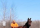 Standardbred - Gelding in Bemidji, MN Standardbred - Gelding in Bemidji, MN