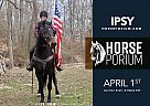 Friesian - Horse for Sale in Gardners, PA 17324 Friesian - Horse for Sale in Gardners, PA 17324