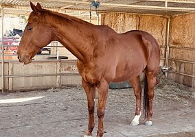Thoroughbred (Thoroughbred, Gelding) in San Diego, CA