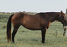 Thoroughbred - Horse for Sale in Lawrence, KS 66049 Thoroughbred - Horse for Sale in Lawrence, KS 66049