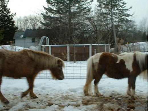 Three Mini Horses