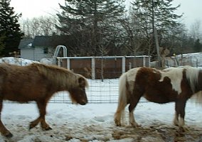 Miniature Horse (Miniature Horse, Mare) in Alpena, MI