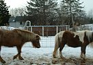 Miniature - Horse for Sale in Alpena, MI 