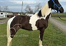 Tennessee Walking - Horse for Sale in Cynthiana, KY 41031