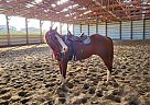 Sully - Gelding in Astoria, OR Sully - Gelding in Astoria, OR