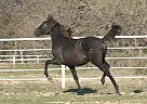 Andalusian - Horse for Sale in Roane, TX 75109 Andalusian - Horse for Sale in Roane, TX 75109