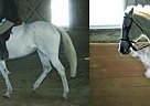 Zara - 12 YO TB Jumper Mare for ... Thoroughbred Mare