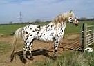 ***Seller Of This Appy Pony Cont... Appaloosa Gelding