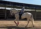 Andalusian - Horse for Sale in , CA 93307