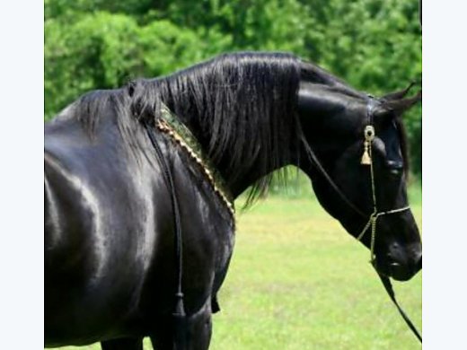 Homozygous Black Stallion