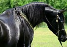 Arabian - Horse for Sale in Ocala, FL 34482