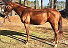 Appraiser - Gelding in Virginia Beach, VA Appraiser - Gelding in Virginia Beach, VA
