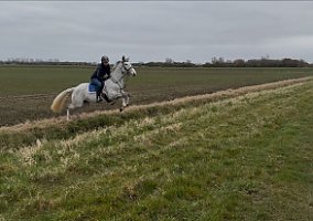 Thoroughbred (Thoroughbred, Mare)