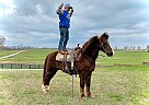 Teddy - Gelding in Mount Vernon, KY Teddy - Gelding in Mount Vernon, KY