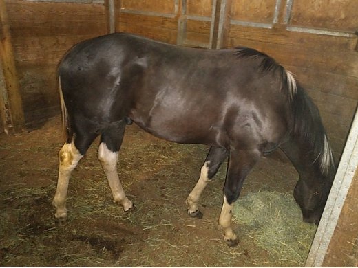 Paint Tobiano Double Homozygous