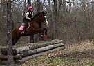 Paint Stallion for Sale in Ninnekah, Oklahoma Paint Stallion