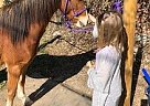RADAR - Gelding in Lorena, TX RADAR - Gelding in Lorena, TX