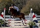 Haflinger - Horse for Sale in Plant City, FL 33565