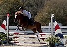 Haflinger - Horse for Sale in Plant City, FL 33565 Haflinger - Horse for Sale in Plant City, FL 33565