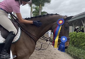 Warmblood (Warmblood, Mare) in Southwest Ranches, FL