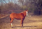 Quarter Horse - Horse for Sale in Fort Worth, TX 76114