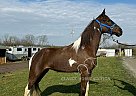 Tennessee Walking - Horse for Sale in Cynthiana, KY 41031