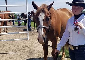 Quarter Horse (Quarter Horse, Gelding) in Beatrice, NE