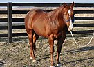 Quarter Horse - Horse for Sale in Clarks Hill, IN 47930 Quarter Horse - Horse for Sale in Clarks Hill, IN 47930