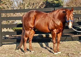 Quarter Horse (Quarter Horse, Stallion) in Clarks Hill, IN