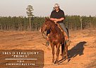 Quarter Horse - Horse for Sale in Gloster, LA 71030