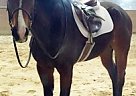 - Mare in Wrentham, MA - Mare in Wrentham, MA