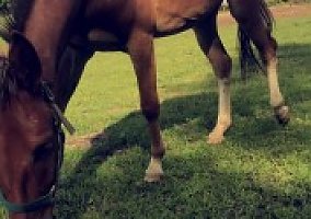 Mule (Mule, Gelding) in Townville, PA