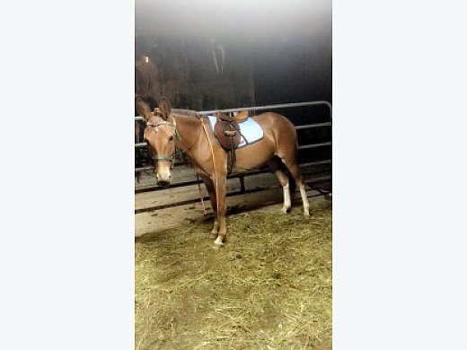 Young Mule for Sale