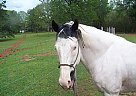 Paint - Horse for Sale in Pollok, TX 