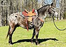 Appaloosa - Horse for Sale in Starr, SC 29684 Appaloosa - Horse for Sale in Starr, SC 29684