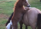Blake - Stallion in Mims, FL Blake - Stallion in Mims, FL