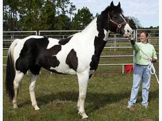 Gorgeous!! B&W APHA Stallion