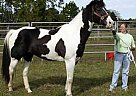 Paint - Horse for Sale in Levittown, PA 