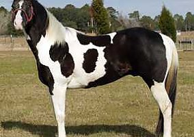 Paint (Paint, Stallion) in Levittown, PA
